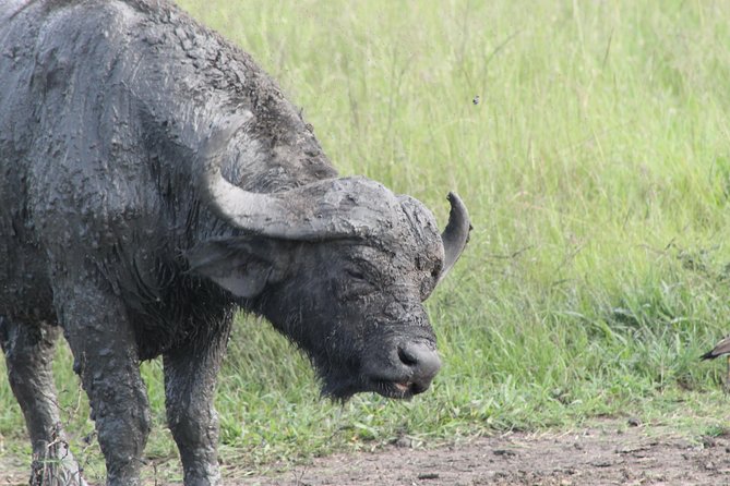 12-Day Pearl of Africa Wildlife and Adventure Highlights - Bwindi Gorilla Trekking: The Day the Forest Controls the Clock