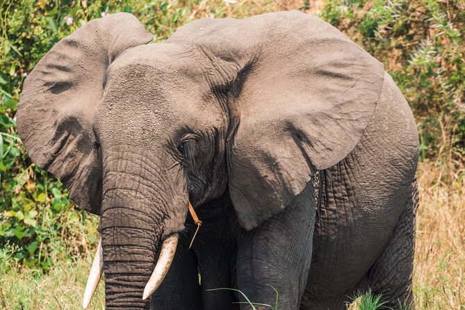 12-Day Pearl of Africa Wildlife and Adventure Highlights - Kazinga Channel Launch on Day 7: Hippos Up Close, Then Savanna Backdrops