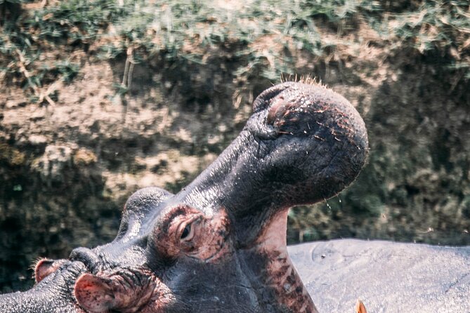 12-Day Pearl of Africa Wildlife and Adventure Highlights - Kibale Forest National Park: Chimpanzees at Kanyancu, Then Bigodi Wetlands Time