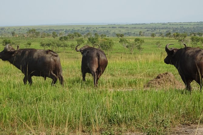 12 Days Memorable Experience tour in Uganda - Moroto via Nakapiripirit: Karamoja culture, lodges, and a heavy topic handled respectfully