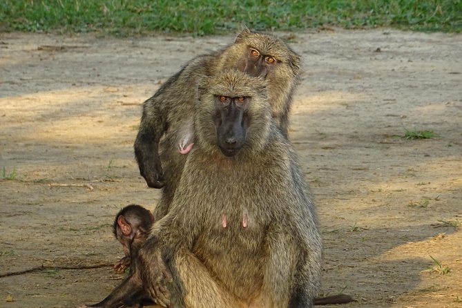 12 Days Memorable Experience tour in Uganda - Kidepo Valley National Park: wildlife drives from dawn and an evening run by the Narus River