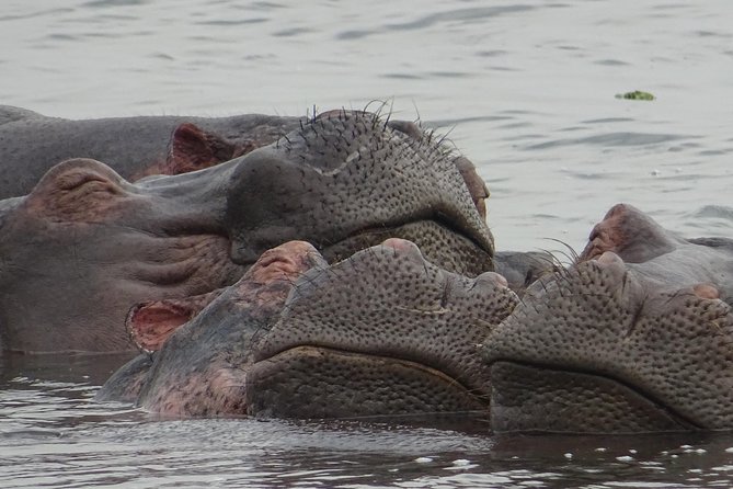 12 Days Memorable Experience tour in Uganda - Back to Kampala, with Ziwa Rhino Sanctuary in Nakasongola