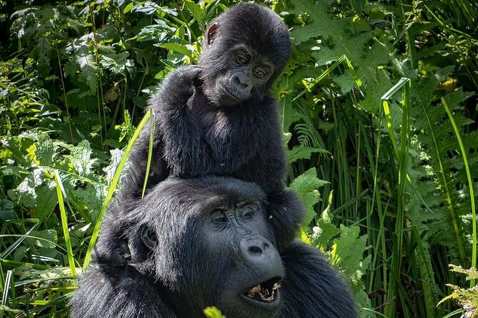 13 Day Uganda Safari with Gorillas, Chimps & Tree climbing lions - The big idea: why this 13 day Uganda route feels efficient