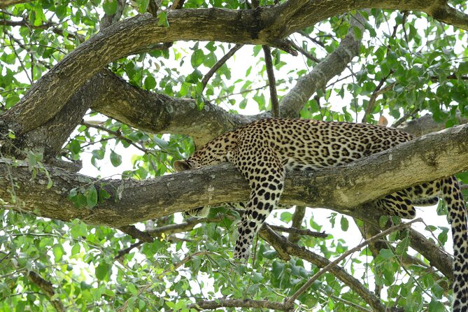 13 Day Uganda Safari with Gorillas, Chimps & Tree climbing lions - Kibale National Park: chimpanzee tracking you can actually follow