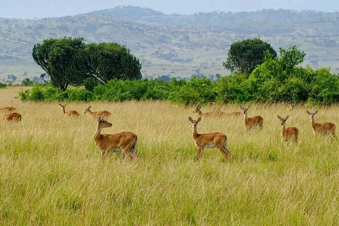 13 Day Uganda Safari with Gorillas, Chimps & Tree climbing lions - Queen Elizabeth National Park: sunrise drives plus the Kazinga Channel boat cruise