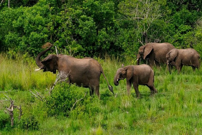 13 Day Uganda Safari with Gorillas, Chimps & Tree climbing lions - Lion tracking and Lake Katwe options: rare access, salt mines, and patience
