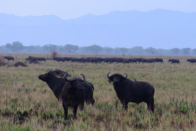 13 Day Uganda Safari with Gorillas, Chimps & Tree climbing lions - Ishasha tree-climbing lions: the 70% factor and the real test