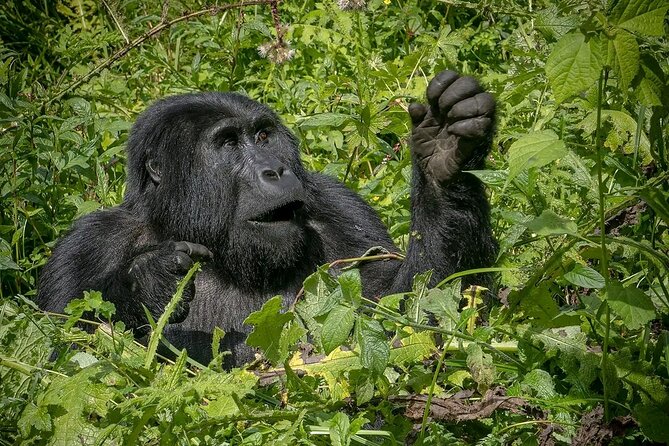 13 Day Uganda Safari with Gorillas, Chimps & Tree climbing lions - Bwindi gorilla tracking: the day you plan around, not just through
