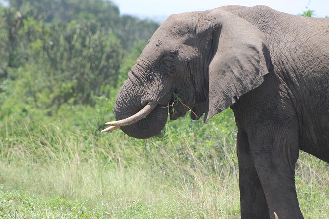 13-Day Wildlife Adventure Trip to the Pearl of Africa - Entering Uganda’s Wildlife Corridor: What This 13-Day Route Really Delivers
