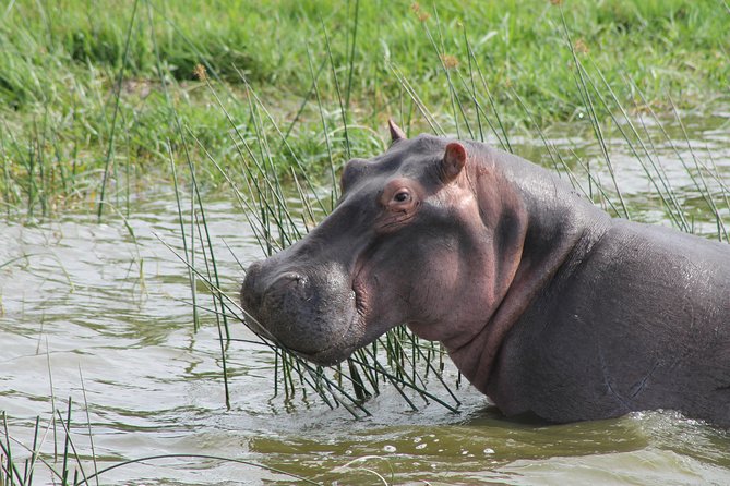 13-Day Wildlife Adventure Trip to the Pearl of Africa - Crossing Into Bwindi: The Final Long Build-Up to Gorilla Day