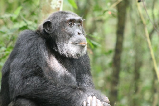 13-Day Wildlife Adventure Trip to the Pearl of Africa - Day 1 in Entebbe and Kampala: A Low-Stress Start Before the Real Safari Begins