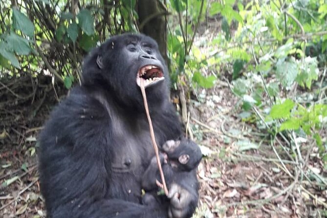 13 Days Private tour to discover Uganda's Best Safari - Key highlights at a glance