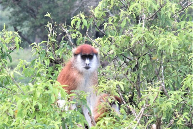 13 Days Private tour to discover Uganda's Best Safari - A 13-day private Uganda safari that feels like savanna plus rainforest
