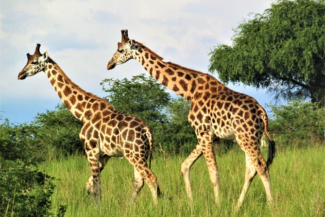 13 Days Private tour to discover Uganda's Best Safari - Murchison Falls and the Big Five hunt, ending at the Nile Gorge