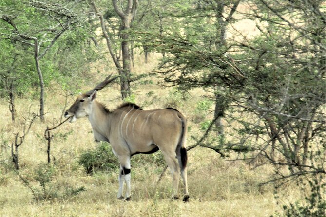 13 Days Private tour to discover Uganda's Best Safari - The long rift valley road to Kibale: the scenery is part of the show
