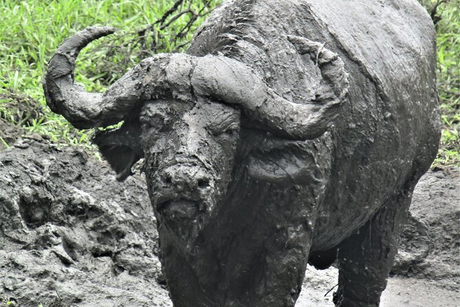 13 Days Private tour to discover Uganda's Best Safari - Kibale Forest chimp trekking: early starts and real jungle logic