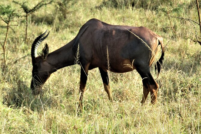 13 Days Private tour to discover Uganda's Best Safari - Queen Elizabeth plus Bigodi and Kazinga Channel: hippo and bird country