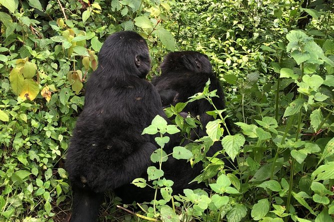 14 Day Pearl of Africa Uganda Classic Wildlife Safari - Kibale Forest for chimpanzees, plus Bigodi Swamp birding