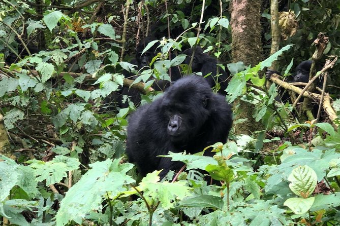 14 Day Pearl of Africa Uganda Classic Wildlife Safari - Ziwa Rhino Sanctuary and the Murchison Falls power of the Nile