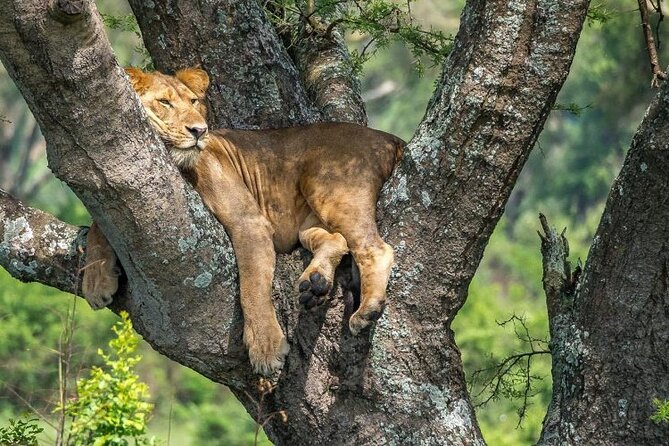 14 Days Uganda Safari Adventure, Gorilla Trekking and WildlifeTour - Kampala to Uganda’s Big-Feeling Nature Circuit