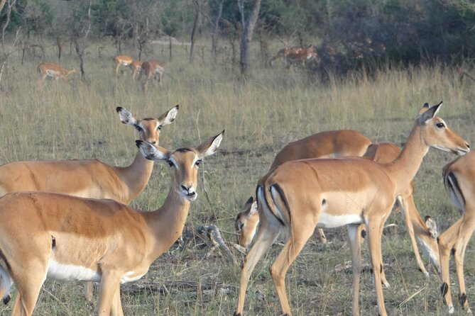 14 Days Uganda Safari Adventure, Gorilla Trekking and WildlifeTour - Queen Elizabeth National Park: Game Drives Plus Water Wildlife