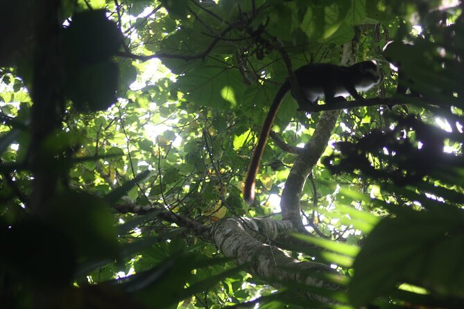 14 Days Uganda Safari Adventure, Gorilla Trekking and WildlifeTour - Kibale National Park: Tea Farms, Chimp Tracking, and Bigodi Walks