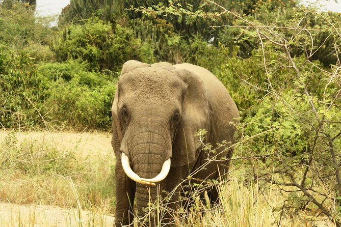 14 Days Uganda Safari Adventure, Gorilla Trekking and WildlifeTour - Kyambura Gorge to Ishasha: Chimpanzees and Tree-Climbing Lions