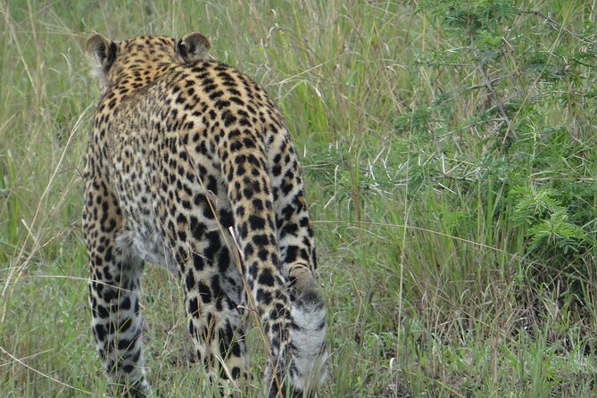14 Days Uganda Safari Adventure, Gorilla Trekking and WildlifeTour - Echuya Forest to Golden Monkeys at Mgahinga