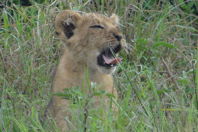 14 Days Uganda Safari Adventure, Gorilla Trekking and WildlifeTour - Gorilla Trekking Day and Lake Bunyonyi Calm Time