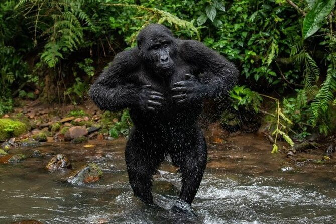 14 Days Uganda Safari Adventure, Gorilla Trekking and WildlifeTour - Ziwa Rhino Sanctuary and the Road Toward Murchison Falls