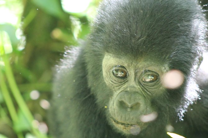 15-Day Gorilla and chimps Trekking, Big 5 and Nature Sighting Safari - Murchison Falls National Park: game drives, a Nile cruise, and rhino tracking
