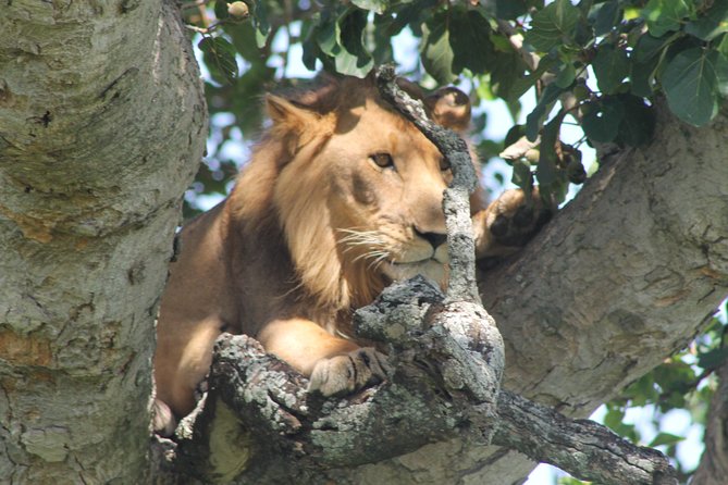 15-Day Gorilla and chimps Trekking, Big 5 and Nature Sighting Safari - Lake Bunyonyi: a slower chapter with options for forest and canoe time