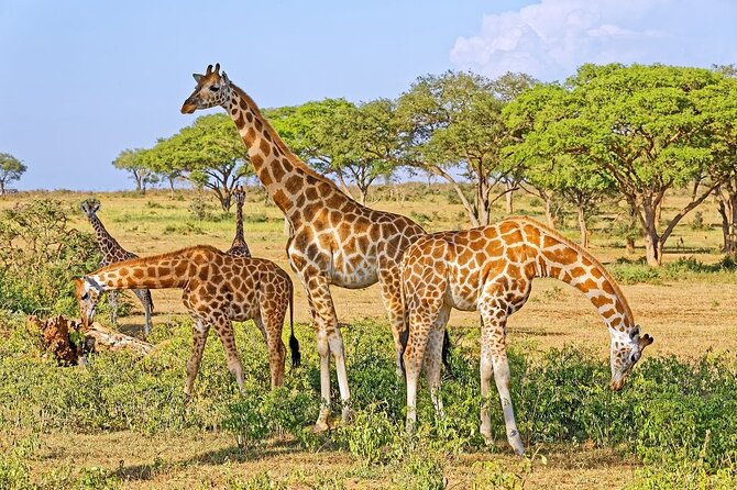 15-Day Gorilla and chimps Trekking, Big 5 and Nature Sighting Safari - Kibale Forest: the chimp trek hour and the Top of the World hike