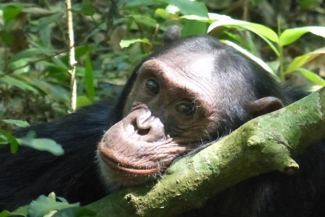 15 Day Gorillas, Chimps and Big 5 Safari Tour - Key Highlights You Should Care About