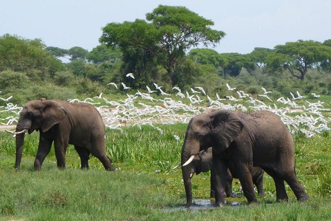 15 Day Gorillas, Chimps and Big 5 Safari Tour - Semuliki Hot Springs and Kibale Chimp Tracking: Forest Days That Change Your Mood
