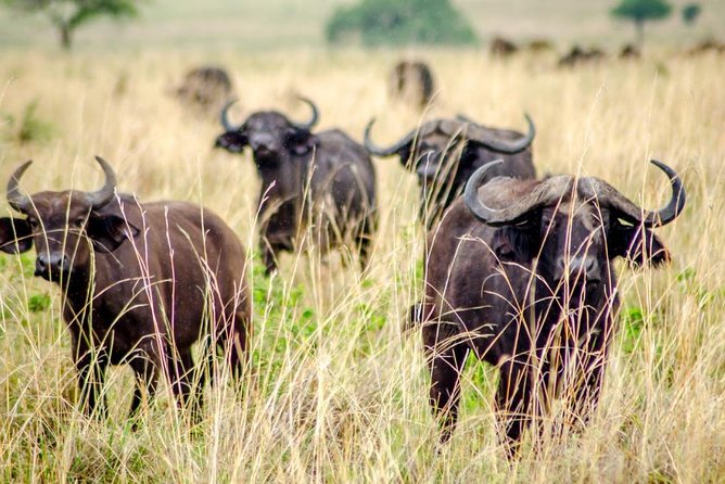 15 Day Gorillas, Chimps and Big 5 Safari Tour - Bwindi Gorilla Trek: The Quiet Hour After the Search