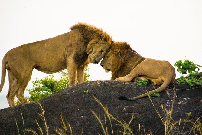 15 Day Gorillas, Chimps and Big 5 Safari Tour - Price and What You Actually Get for $8,000