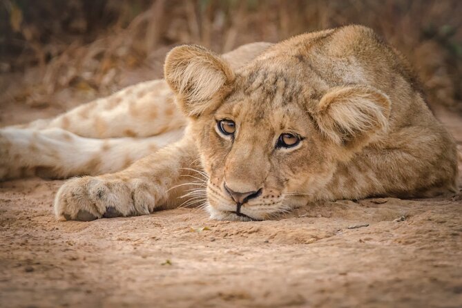 2 Day Guided Murchison Falls And Zziwa Rhino Trekking Safari - Key highlights that make this safari worth your time