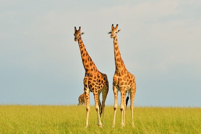 2 Day Guided Murchison Falls And Zziwa Rhino Trekking Safari - Getting started from Kampala, pickup timing, and what small groups change