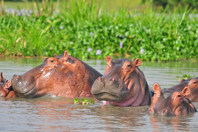 2 Day Guided Murchison Falls And Zziwa Rhino Trekking Safari - What you might realistically see, and how to avoid the common disappointment trap