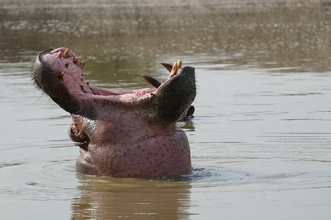 2 Day Guided Murchison Falls And Zziwa Rhino Trekking Safari - Price and value at about $1,250 per person, what makes it feel fair