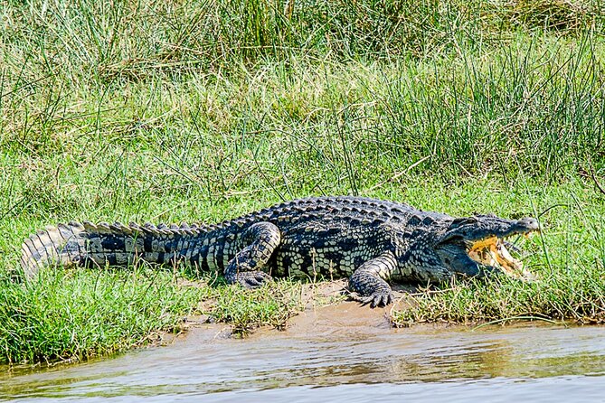 2 Day Guided Murchison Falls And Zziwa Rhino Trekking Safari - Comfort, timing, and what to pack for falls spray and bush tracking