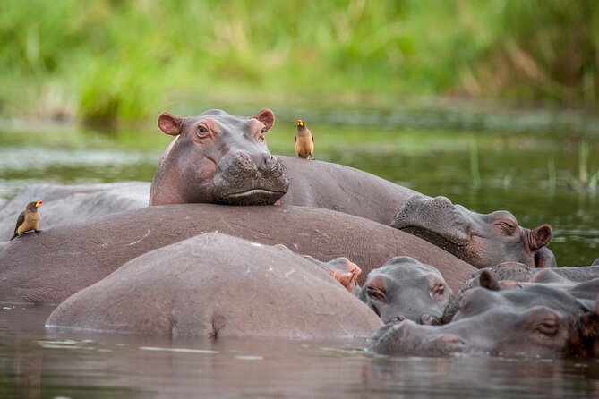 2 Day Guided Murchison Falls And Zziwa Rhino Trekking Safari - First part of your trip at the falls: boat cruise and a real hike for the 45m view