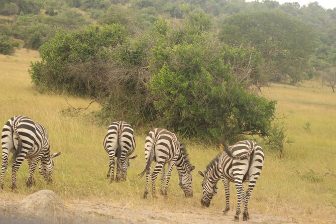 2 Day Lake Mburo National park wildlife Safari - Day One Game Drive Trails, Then Lodge Dinner and Sleep