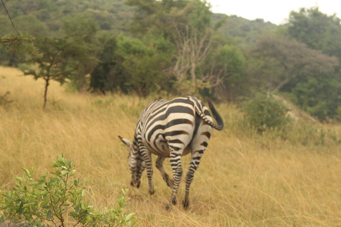 2 Day Lake Mburo National park wildlife Safari - Morning Game Drive Across Savannah, Woodland, and Five Lakes