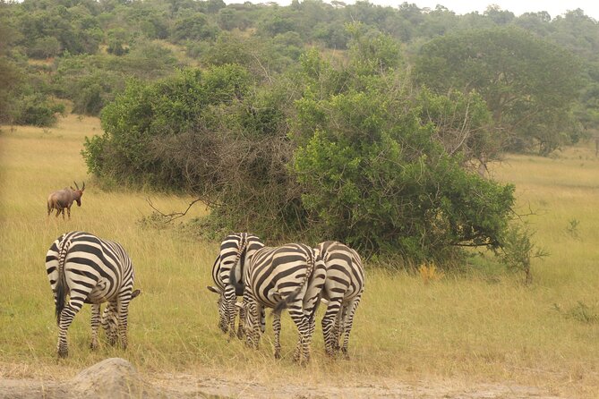 2 Day Lake Mburo National park wildlife Safari - The Return to Kampala, With an Enroute Lunch Break