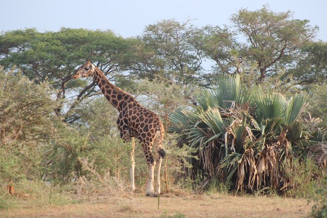 2 Day Lake Mburo National park wildlife Safari - Price and Value: What $590 Per Person Really Buys