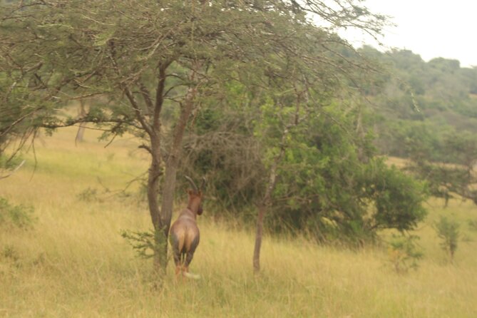 2 Day Lake Mburo National park wildlife Safari - Guides, Vehicles, and How You Get Better Sightings