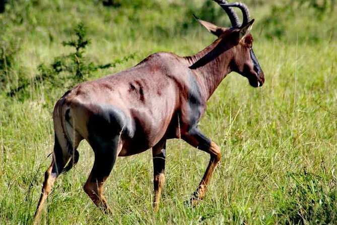 2-Day Wildlife Safari in Lake Mburo National Park - Lake Mburo’s night game drive: the fast route to real safari action