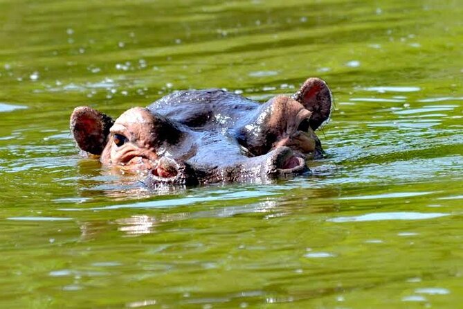 2-Day Wildlife Safari in Lake Mburo National Park - Day 2 at Lake Mburo: choose cycling or another game safari